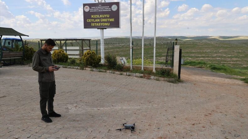 Urfa ceylanlarının envanteri yapay zeka ile çıkarılıyor