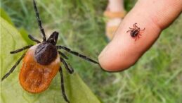 Yağışlar Ardından Kene Isırığı Bir Genci Hayattan Kopardı