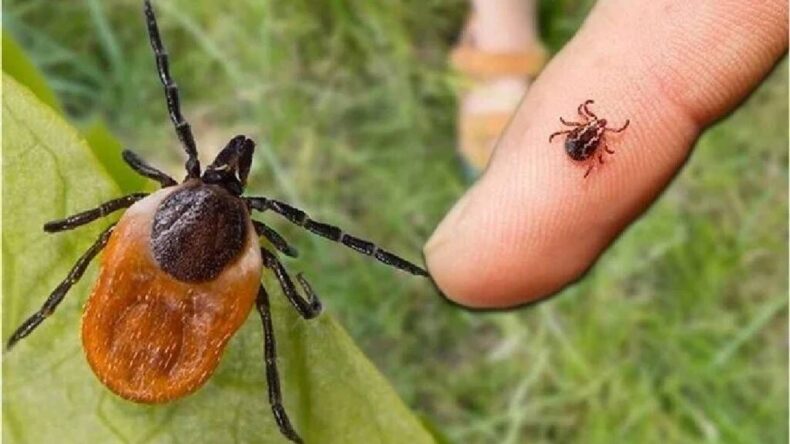 Yağışlar Ardından Kene Isırığı Bir Genci Hayattan Kopardı