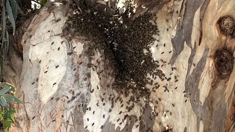 Datça’da firar eden arı kolonisi, vatandaşları endişelendirdi