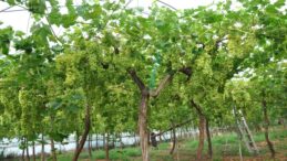 Mersin’de örtü altında üzüm hasadı başladı