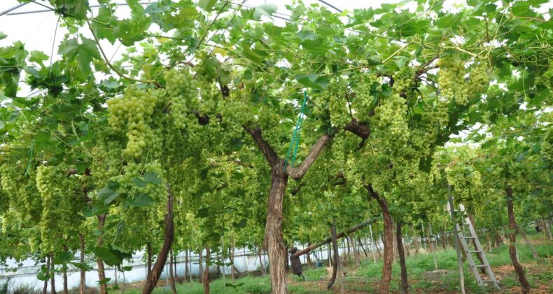 Mersin’de örtü altında üzüm hasadı başladı