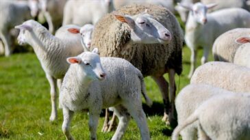 ‘Kırsalda Bereket Küçükbaşa Destek’ projesine başvurular başladı