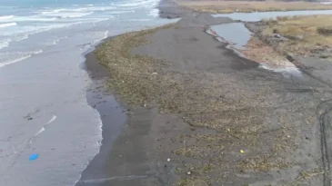 Asi Nehri Yeşile Büründü