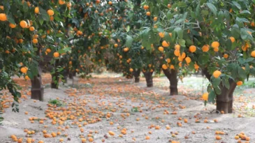 ‘Gelin Bedavaya Toplayın’ Çağrısı: Hatay’da Mandalina Dalda Kaldı