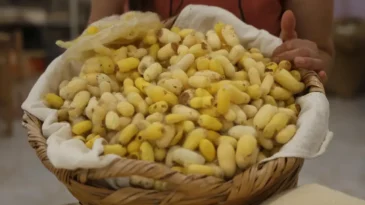 Tescilli Hatay Sarısı’nı Yaşatan Emel Duman’a “Yaşayan İnsan Hazinesi” Ödülü