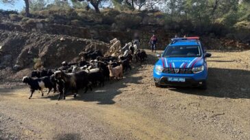 Antalya’da Kaybolan 55 Küçükbaş Hayvan Jandarma Ekiplerince Bulundu