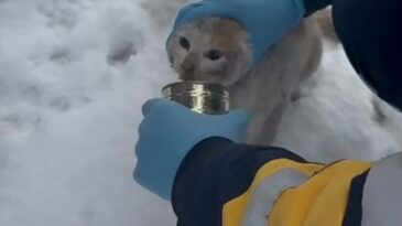 Elazığ’da Konserve Kutusuna Sıkışan Kedi Kurtarıldı
