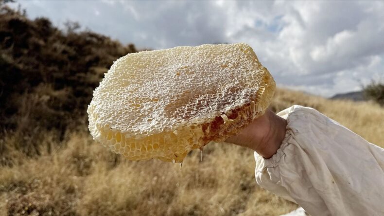 Ilgaz’da Satılan Bal, Dünyanın En Pahalı Balı Olarak Guinness Rekorlar Kitabı’na Girdi