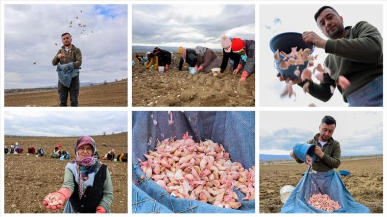 Kastamonu’da Taşköprü Sarımsağının Dikimine Başlandı