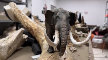 Kayseri’de Dev Hayvan Fosillerinin Minyatürleri Yapılıyor