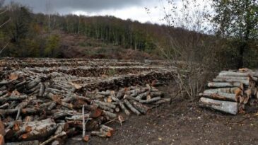 Hatay’da Binlerce Ağaç Kesilecek! Onay Geldi
