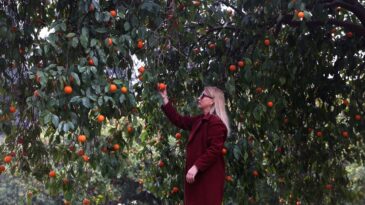 Narenciyenin Gen Merkezindeki ‘Turunç Yolu’ Görsel Şölen Sunuyor