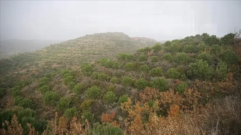 Hatay’da Ormancılıkta Çok Yönlü Çalışma