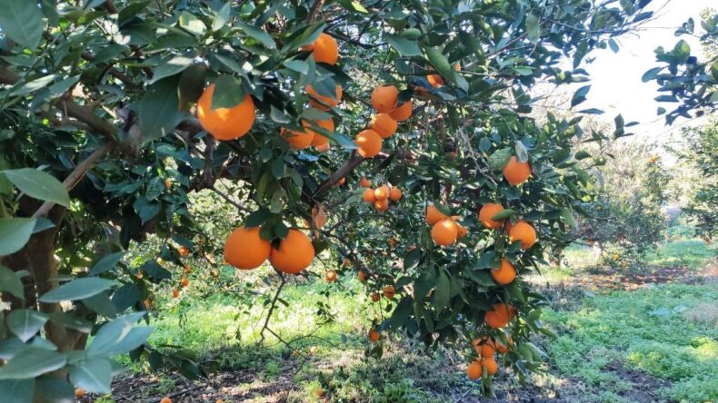 Portakal Çalarken Suçüstü Yakalanan 5 Şahıs Tutuklandı