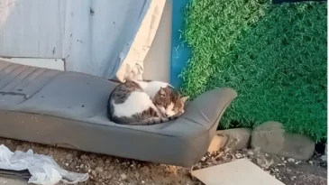 Hatay’da Sahipsiz Canlar Alarm Veriyor! Seferberlik Çağrısı