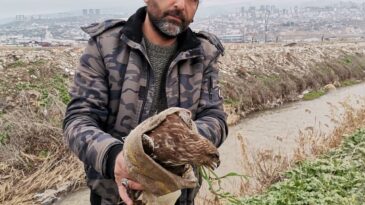 Yaralı Şahin Kurtarıldı: Doğaya Dönüş Yolculuğu Başladı
