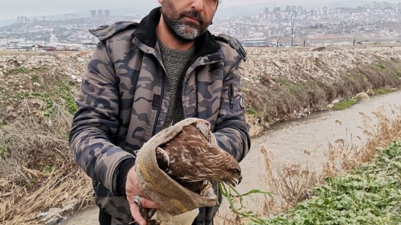 Yaralı Şahin Kurtarıldı: Doğaya Dönüş Yolculuğu Başladı