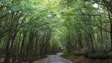 21 İlde Orman Sınırları Dışına Çıkarılan Alanlar