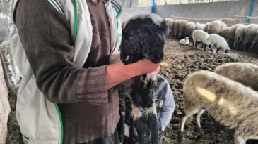 Çift Başlı ve Dört Gözlü Kuzu Bir Gün Yaşadı