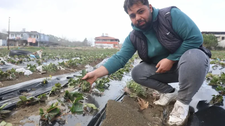 Çilek Bahçeleri Sele Teslim Oldu: Yayladağı’nda 200 Bin TL’lik Zarar