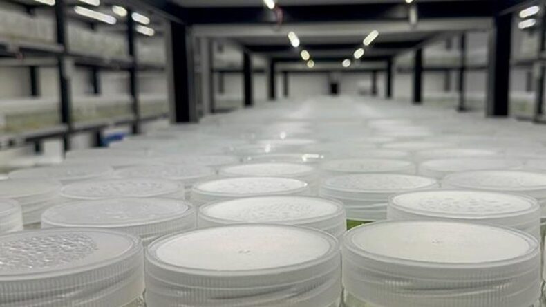 ABD’de Yasa Dışı Biyolojik Laboratuvar Operasyonu: İsrail Vatandaşı Gözaltında