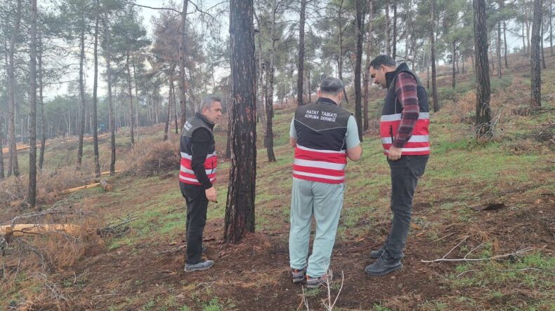 Hatay’da Ormanlarda Tehlike Çanları: Bilimsel Müdahale Başladı