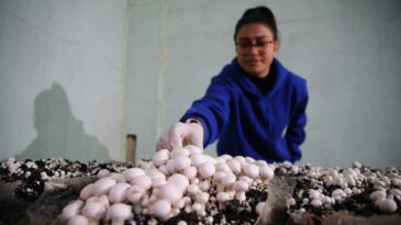 Adana’da Liselilerin Yetiştirdiği Mantarlar Pansiyonda Tüketiliyor