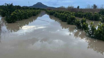 Adana’da Şiddetli Yağış Tarlaları Sular Altında Bıraktı