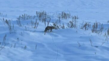 Ardahan’da Kızıl Tilkinin Karla Kaplı Arazide Av Mesaisi