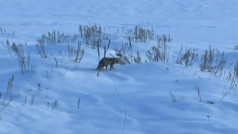 Ardahan’da Kızıl Tilkinin Karla Kaplı Arazide Av Mesaisi