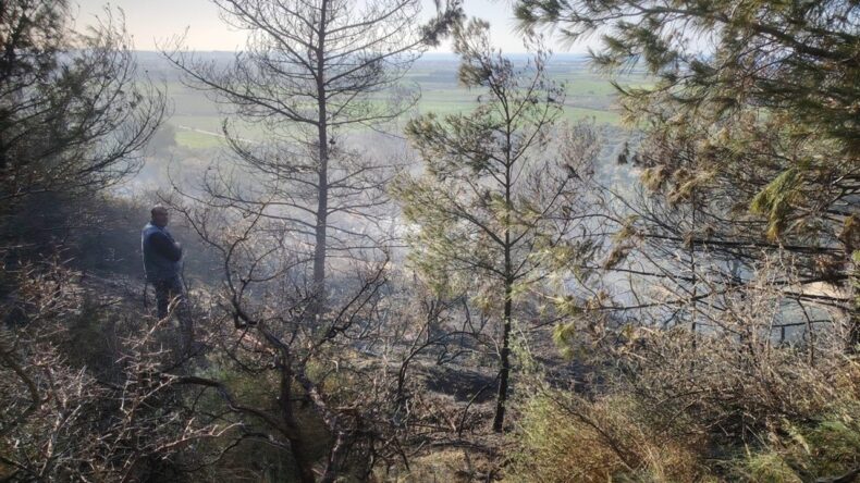 Arsuz İlçesinde Çıkan Orman Yangını Kontrol Altına Alındı