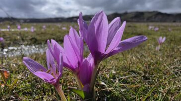 Bingöl’de Baharın Müjdecisi Çiğdemler Açtı