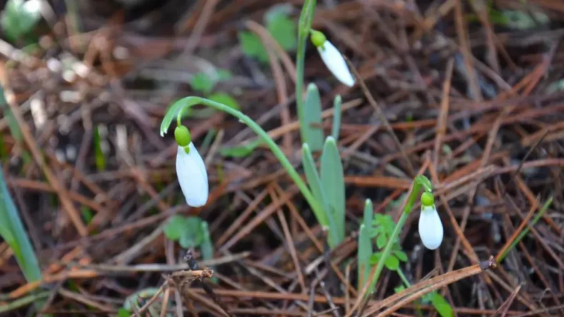 Bunu Koparan Yandı: Cezası 699 Bin TL’ye Dayandı