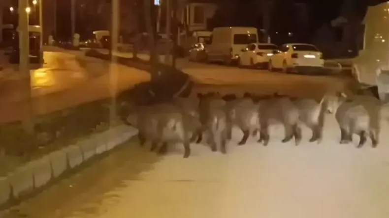 Defne’de Aç Kalan Yaban Domuzları Mahalleye İndi