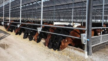 Et ve Süt Kurumu’ndan Besilik Hayvanların Teslimat Süreçlerine İlişkin Açıklama