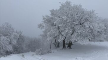 Ganos Dağı Eteklerinde Karla Kaplanan Ormanların Büyüleyici Görüntüsü