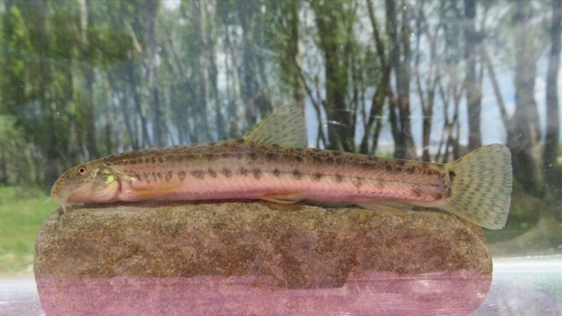 Türkiye’de Her 3 Tatlı Su Balığından Biri Tehlike Altında