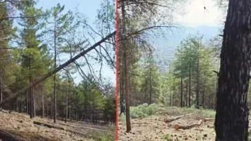 Hassa’da Köy Evleri İçin Ormanlık Alan Feda Mı Ediliyor?