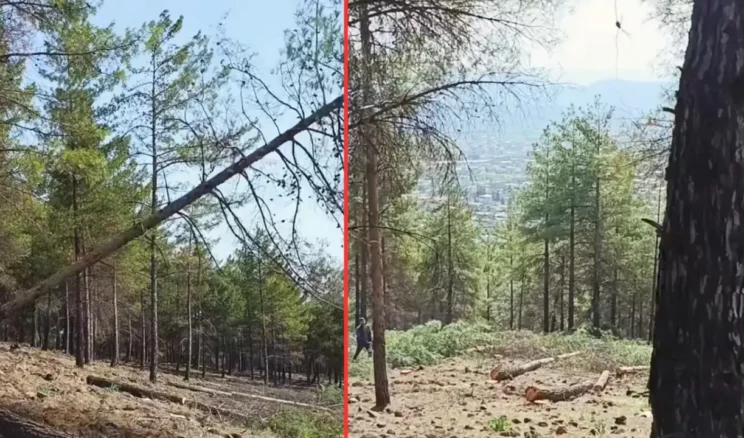 Hassa’da Köy Evleri İçin Ormanlık Alan Feda Mı Ediliyor?