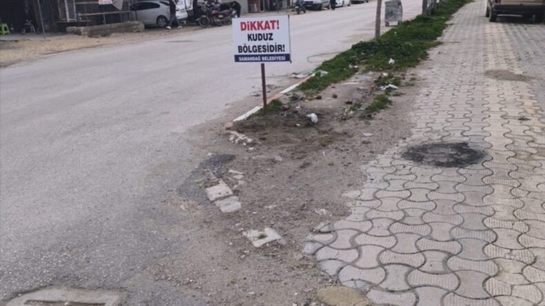 Hatay’da 4 Mahalle Kuduz Nedeniyle Karantinaya Alındı