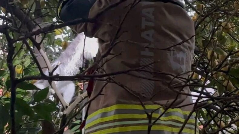 Hatay’da İtfaiye, Ağaca Takılan Kediyi Kurtardı