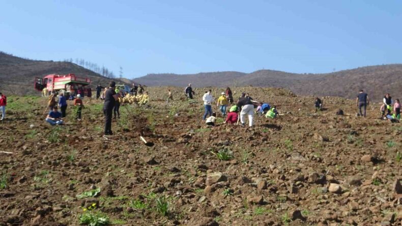 Hatay’da Orman Yangınından Zarar Gören Alanlarda 5 Bin Fidan Dikildi