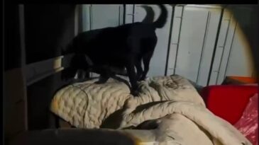 Kamyonet Kasasında 11 Kilo 200 Gram Uyuşturucu Ele Geçirildi