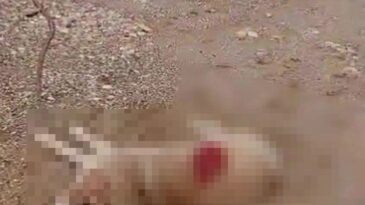 Köpeği Av Tüfeğiyle Öldüren Kişi Gözaltına Alındı