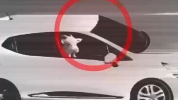 Küçükbaş Hayvan Hırsızlığı: 3 Şüpheli Tutuklandı