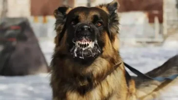 Hatay’da Kuduz Paniği: Vatandaş Köpek Saldırısına Uğradı!