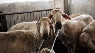 Hatay’da Kırsal Kalkınmaya Destek: 150 Bin Küçükbaş Dağıtılacak