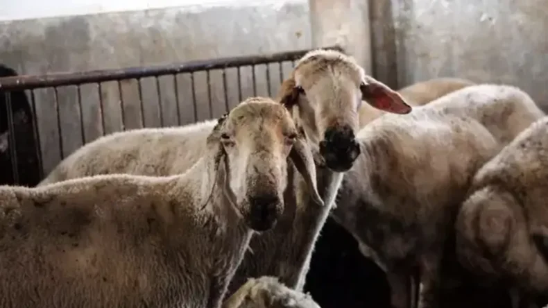 Hatay’da Kırsal Kalkınmaya Destek: 150 Bin Küçükbaş Dağıtılacak