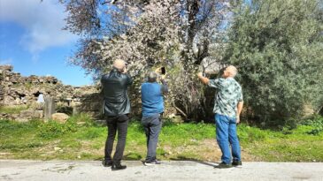 Manavgat’ta Badem Ağaçları Çiçek Açtı